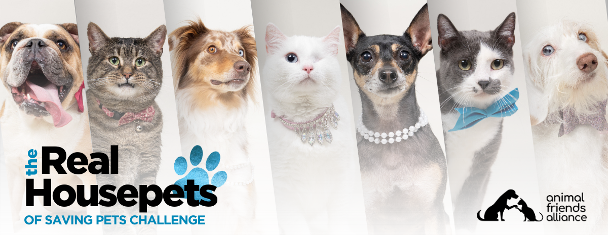 The Real Housepets of Saving Pets Challenge